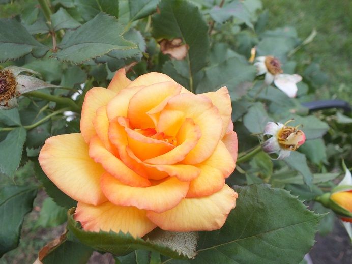  photo freddiemercurycemetary2_zpscf67ac80.jpg